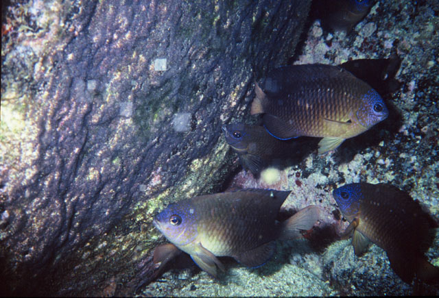 Stegastes fuscus