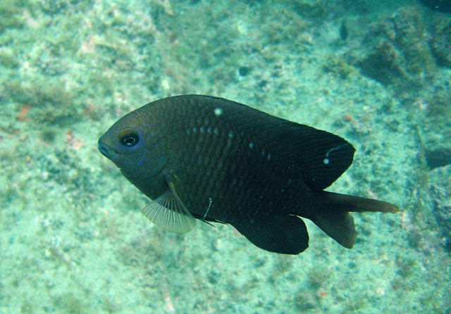 Stegastes fuscus