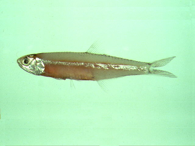 Stolephorus insularis