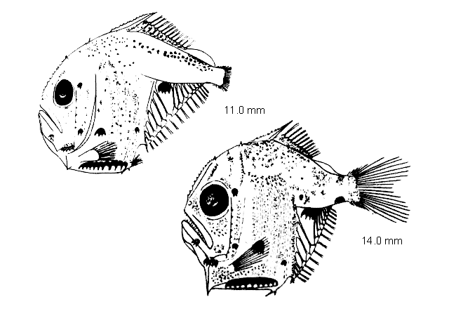 Sternoptyx pseudobscura