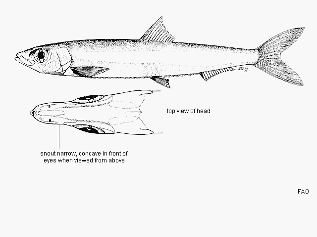 Stolothrissa tanganicae