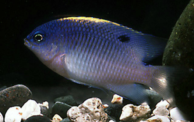 Stegastes fuscus