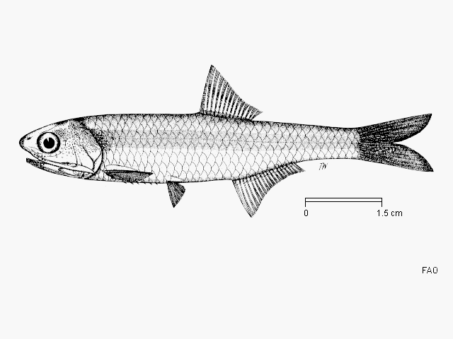 Stolephorus waitei