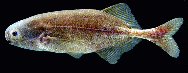 Stomatorhinus walkeri