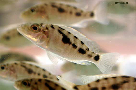 Stigmatochromis woodi