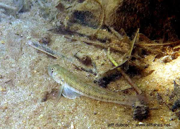 Stenogobius yateiensis