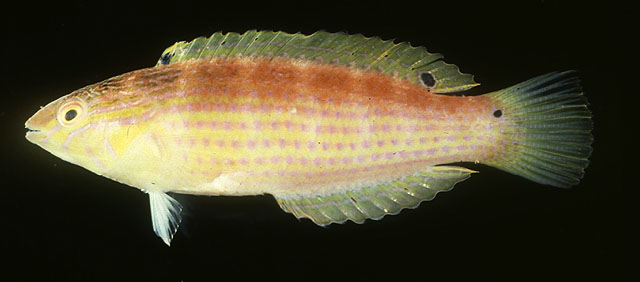 Suezichthys arquatus