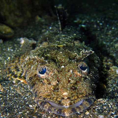 Sunagocia carbunculus