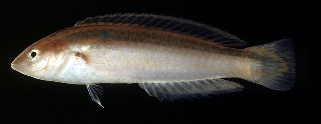 Suezichthys gracilis