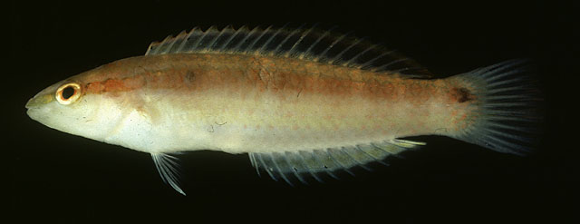 Suezichthys gracilis