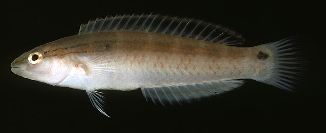 Suezichthys gracilis