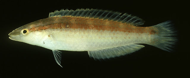 Suezichthys gracilis