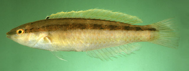 Suezichthys gracilis