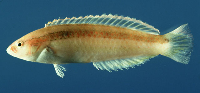 Suezichthys gracilis