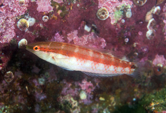 Suezichthys gracilis