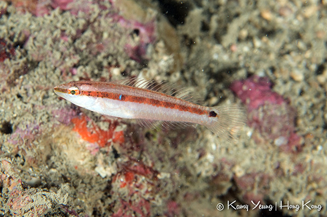 Suezichthys gracilis