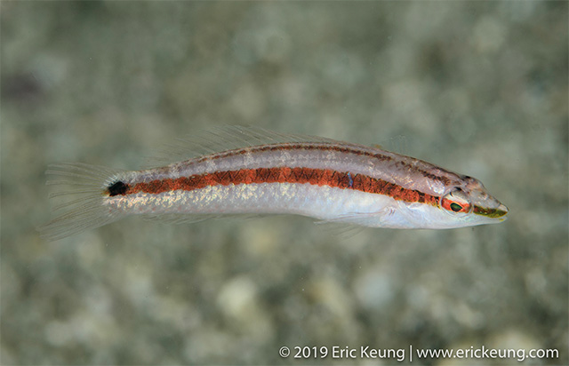 Suezichthys gracilis