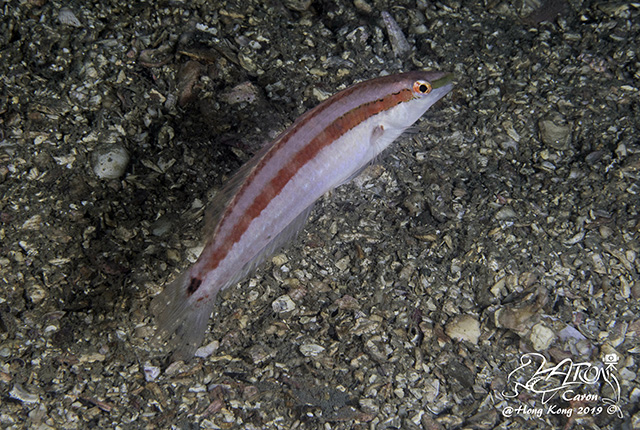 Suezichthys gracilis