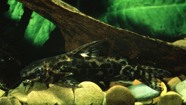 Synodontis afrofischeri