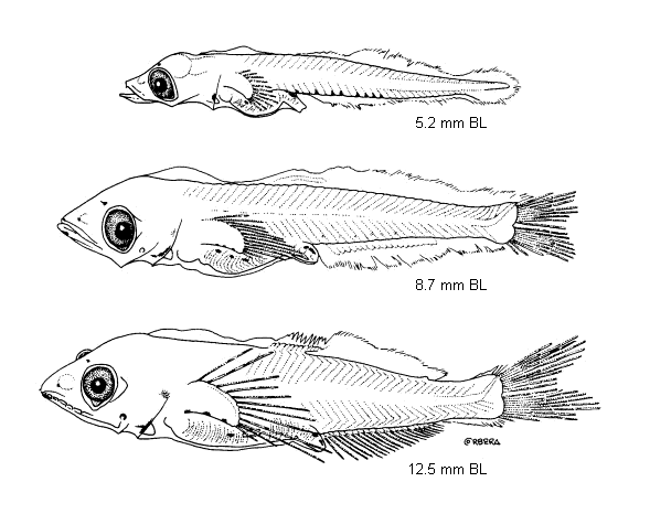 Symbolophorus boops