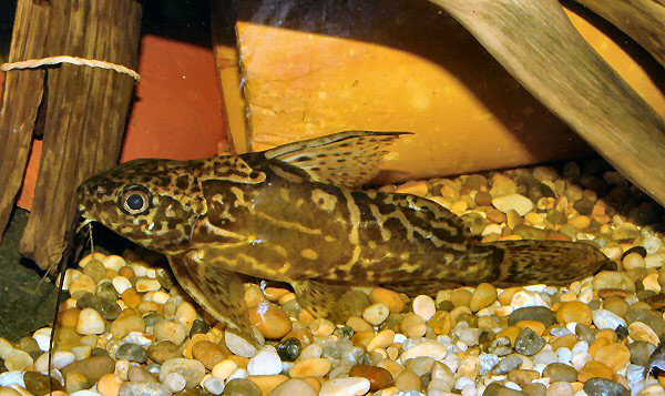 Synodontis greshoffi