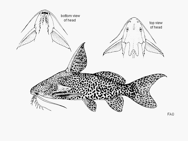 Synodontis nigromaculatus