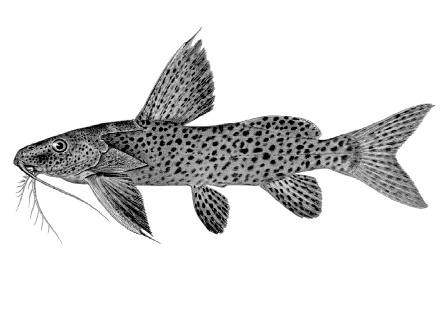 Synodontis nigromaculatus