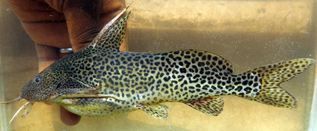 Synodontis nigromaculatus