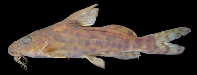 Synodontis ricardoae