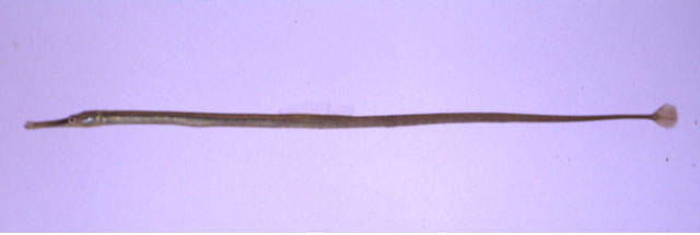 Syngnathus schlegeli