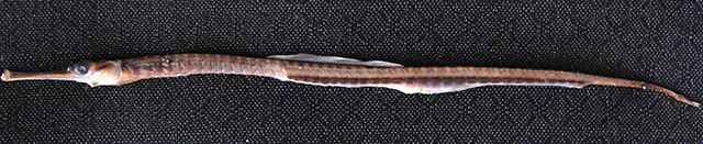 Syngnathus schmidti