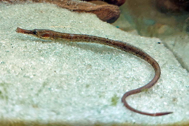 Syngnathus scovelli