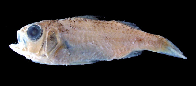 Parascombrops serratospinosus