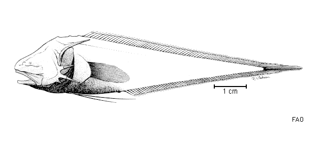 Tauredophidium hextii