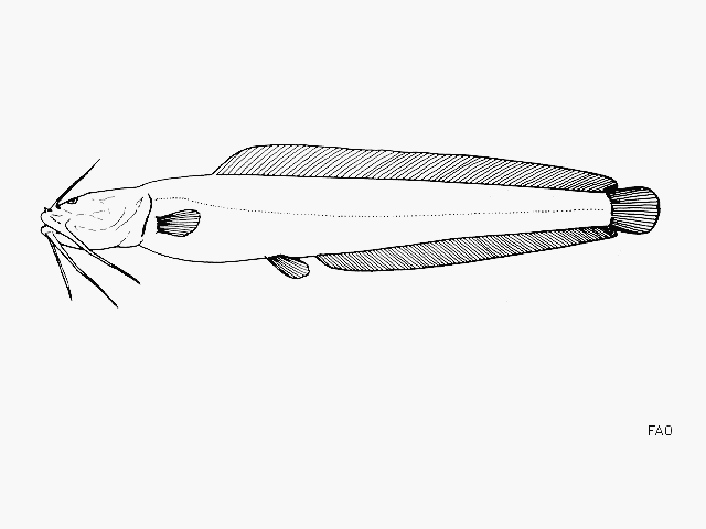 Tanganikallabes mortiauxi