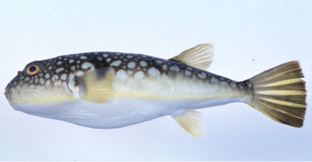 Takifugu poecilonotus