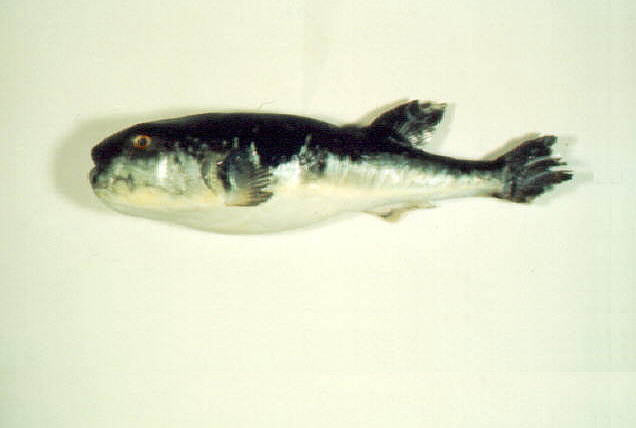 Takifugu rubripes