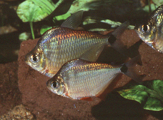 Tetragonopterus argenteus