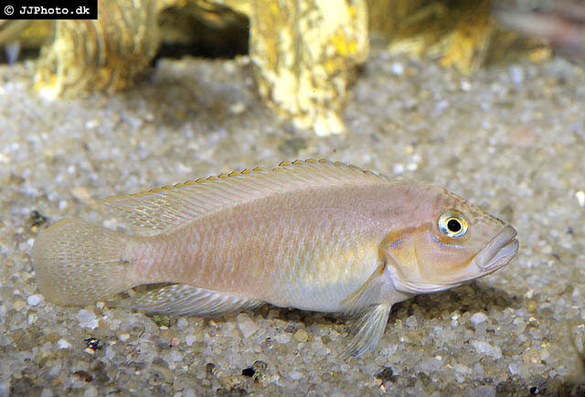 Telmatochromis dhonti