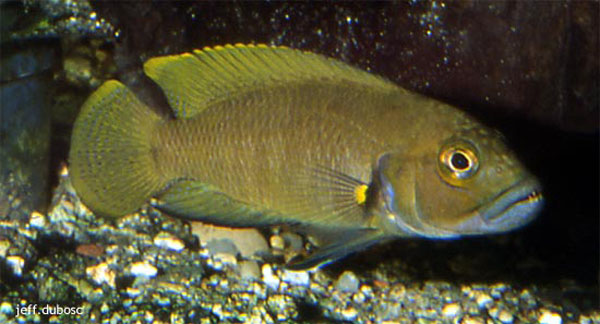 Telmatochromis dhonti