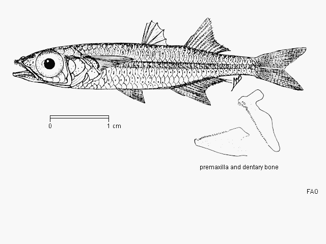 Teramulus kieneri