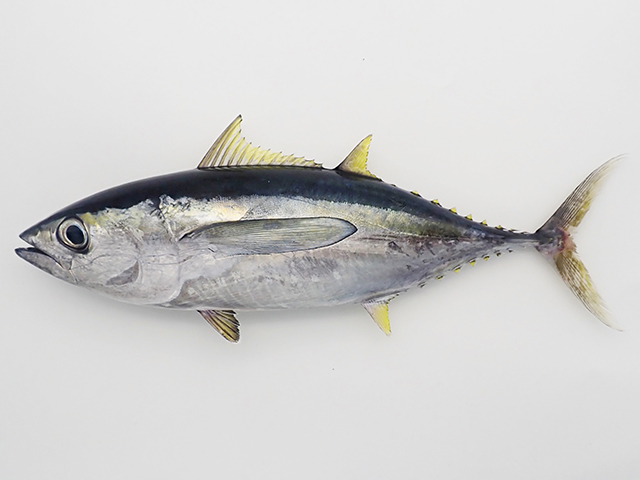 Thunnus albacares