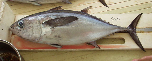 Thunnus atlanticus