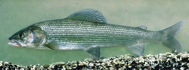 Thymallus brevirostris