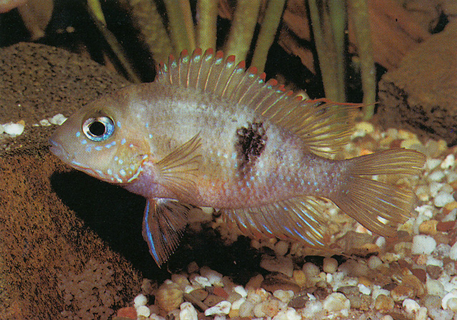 Thorichthys callolepis