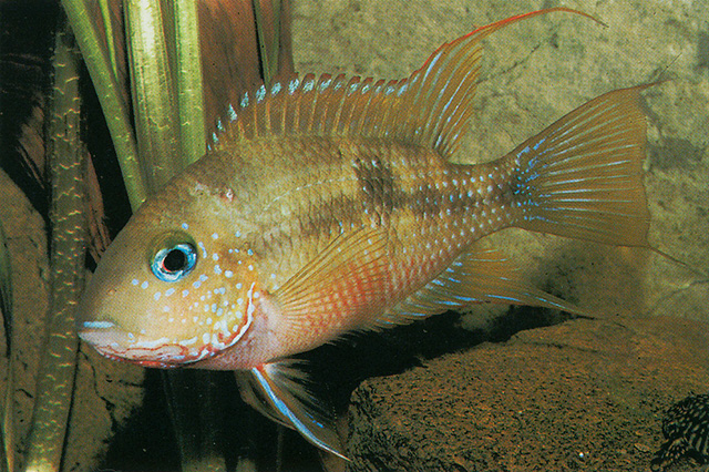 Thorichthys callolepis