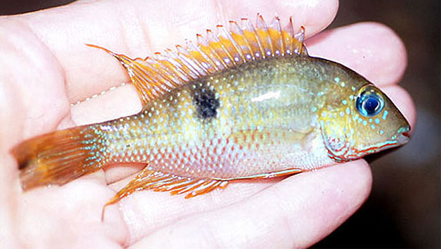 Thorichthys callolepis