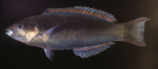 Thalassoma genivittatum