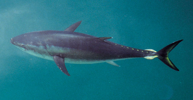 Thunnus maccoyii