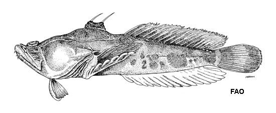 Thalassophryne megalops